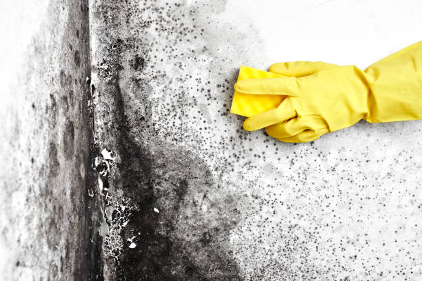 Best Water Damage Restoration  in Heartland, TX