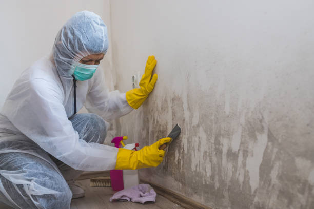 Best Mold Removal Company Near Me  in Heartland, TX