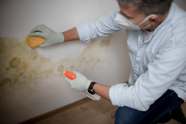 Home Mold Removal in Heartland, TX