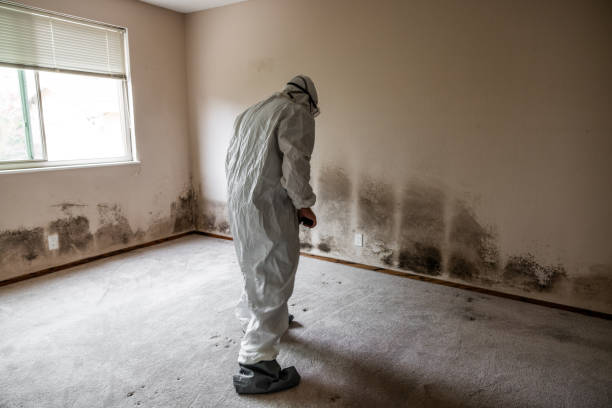 Best Attic Mold Removal  in Heartland, TX