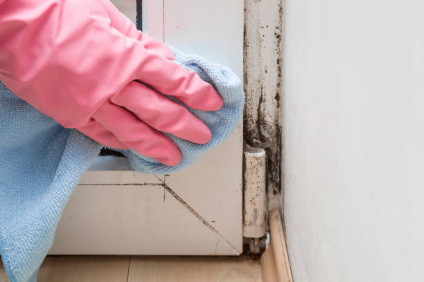 Best Residential Mold Removal  in Heartland, TX