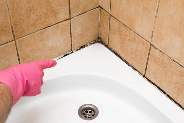 Best Mold Damage Repair  in Heartland, TX